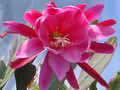 eh anton guenther 107 0463