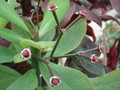 synadenium grantii 9946