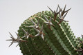 euphorbia stellaspina gross 9519