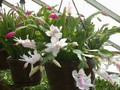 schlumbergera ampel 01