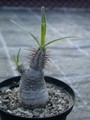 pachypodium rosulatum horombense es0399 01