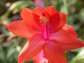 schlumbergera orange 03