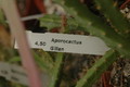 aporocactus gillian 1053