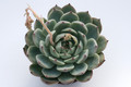 echeveria colorata 7948