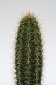 armatocereus matucanensis 9577