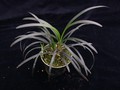 ophiopogon planiscapus nigrescens 03