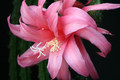 aporocactus odalisque 6612