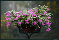 schlumbergera 5955 n8
