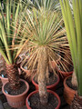 yucca linearis 04