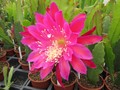 Epikaktus French Dynasty