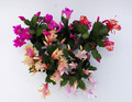 schlumbergera sorten 10002