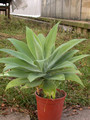 agave attenuata03