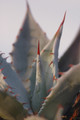 agave shrevei matapensis matape son 8555