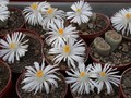 lithops karasmontana ssp.bella03