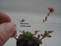 echeveria multicaulis 8397