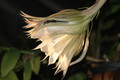 epiphyllum chrysocardium 6593