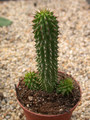hoodia gordonii 03