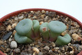 conophytum minutum grootriet 2906