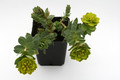 euphorbia myrsinites 6922