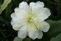 eh white magic 9730 8839