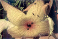 stapelia nobilis 04