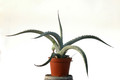 agave cerulata subcerulata 8473
