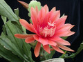 eh flamingo 6531 07