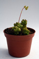 crassula marchandii 0200