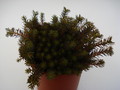sedum hakonense chocloate ball 674