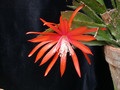 eh tiny flame 9465 08