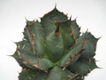 agave titanota braun 7743