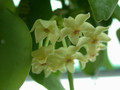 hoya diptera 0088 02