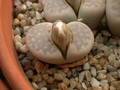 lithops julii pallid sb1344 c64 02