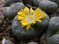 lithops otzeniana 01
