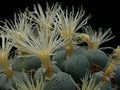conophytum sp 02