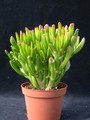 crassula portulacea monstrosa 01