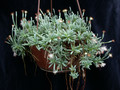 senecio hallii 05