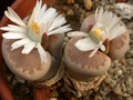 lithops julii c183 02