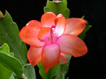 schlumbergera orange devil 06