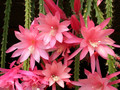 aporocactus shirley 01