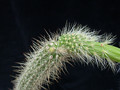 nyctocereus serpentinus 04