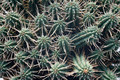 euphorbia submammillaris 7862