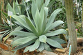 agave mitis albidor 01