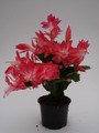 schlumbergera russian dancer 1607