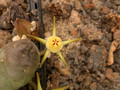 duvalia parviflora karoo 01