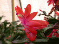 schlumbergera thor alice 05