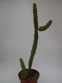 euphorbia waterbergensis 1364