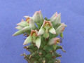 monadenium guentheri 2026