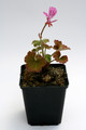 pelargonium endlicherianum 0592