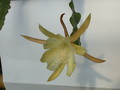 eh maienglueck 414 67